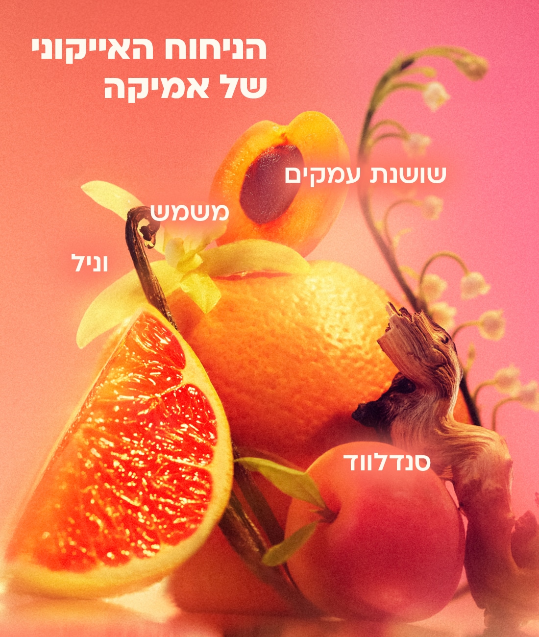 הניחוח האייקוני של אמיקה: אשכולית אדומה, משמש, וניל, סנדלווד, שושנת הענקים